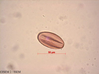 Heliophila pendula - lame n° 33567